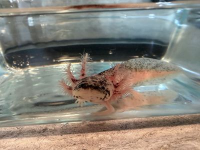 Dirty Lucy axolotl