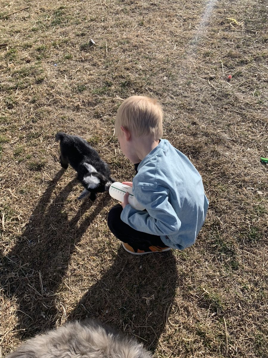 Purebred Pygmy Bottle Baby