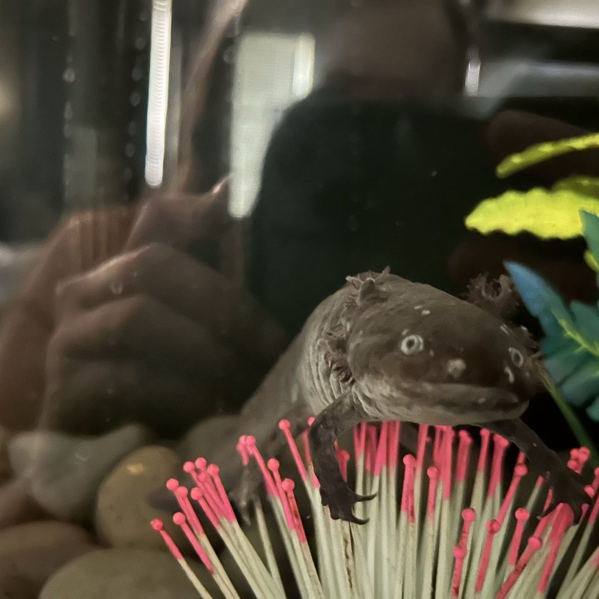 Male Melanoid axolotl and tank set up