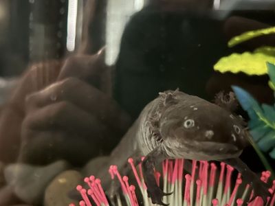 Male Melanoid axolotl and tank set up
