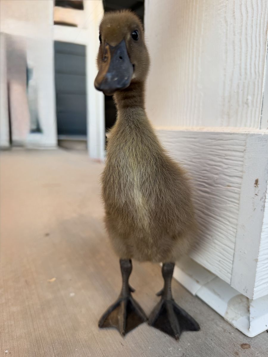 Ducklings