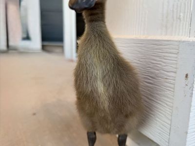 Ducklings
