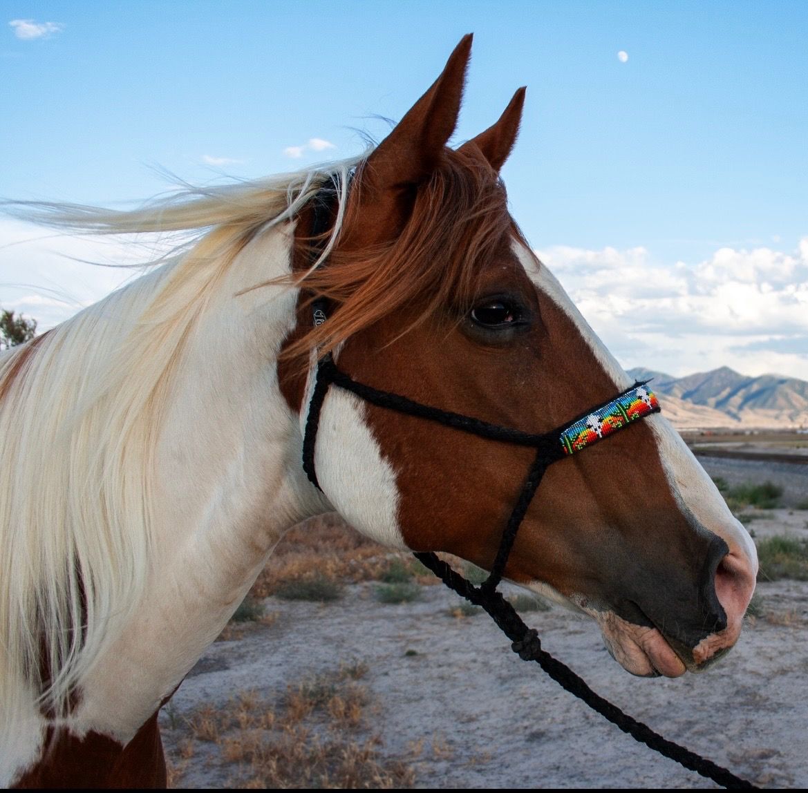 8 year old grade paint mare
