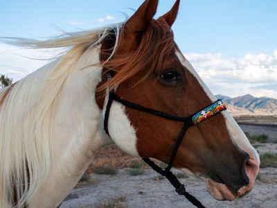 8 year old grade paint mare
