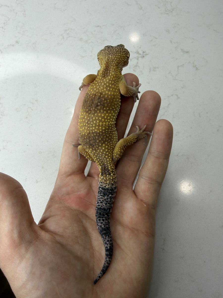 Leopard Gecko (Multiple For Sale)