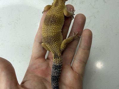 Leopard Gecko (Multiple For Sale)