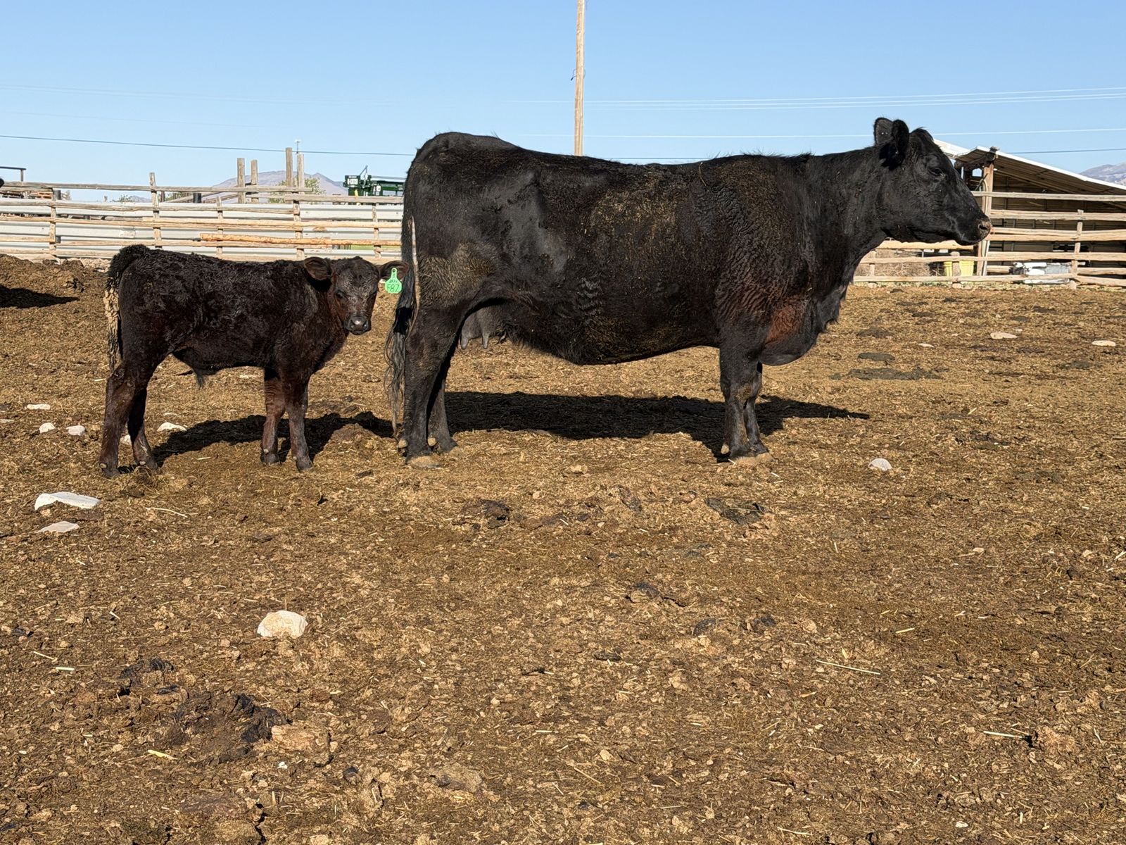 Registered Angus Pair