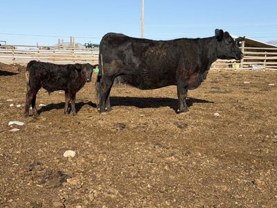Registered Angus Pair