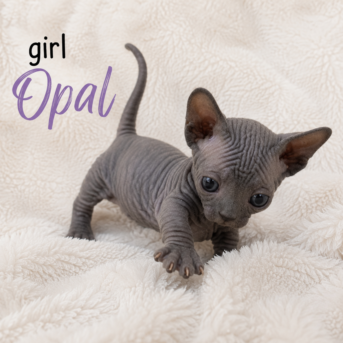 Sphynx Kittens 