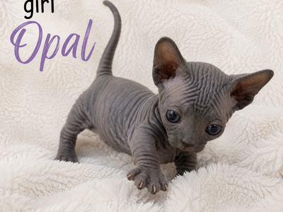 Sphynx Kittens