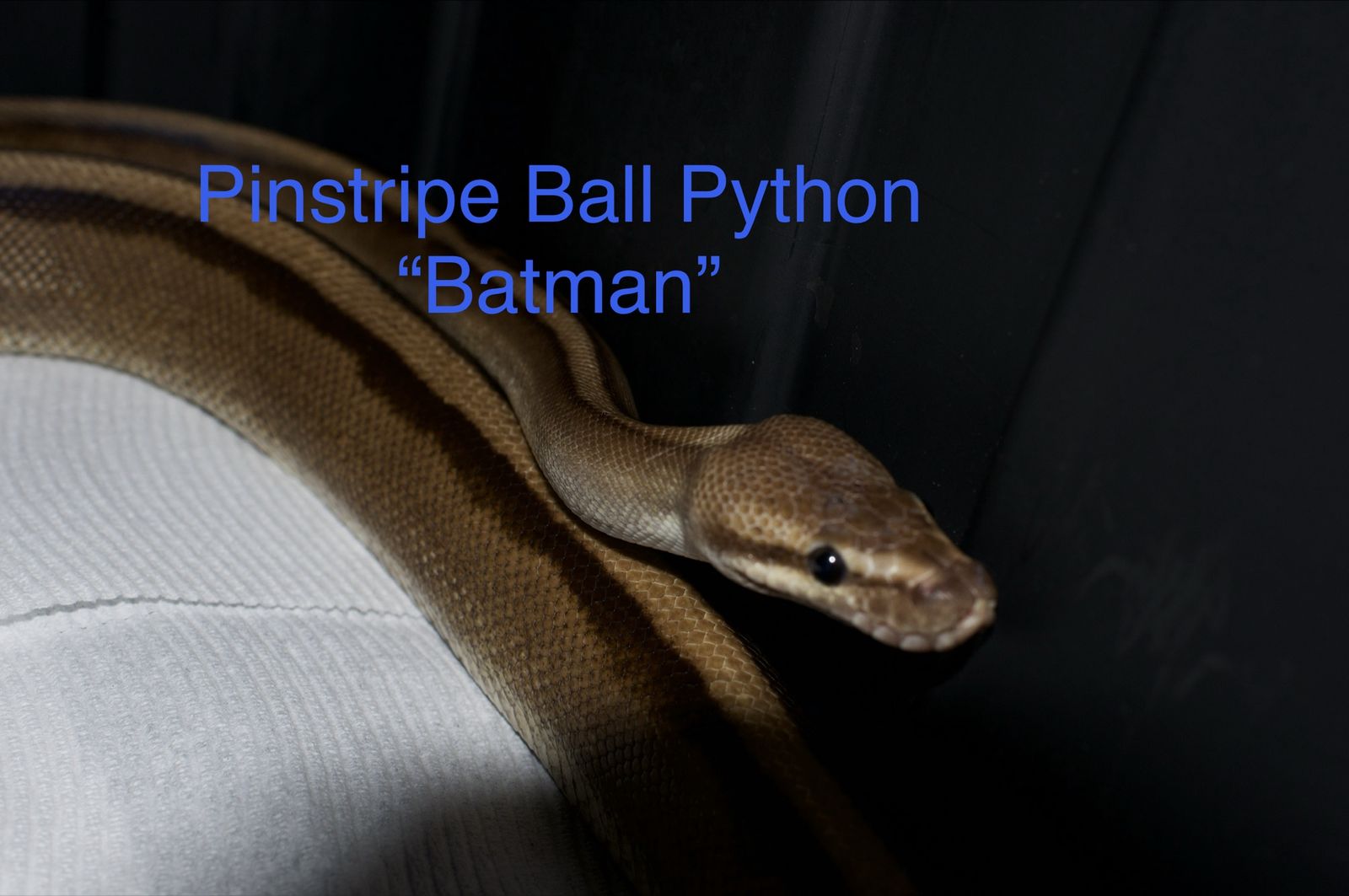 Multiple ball python breeds!