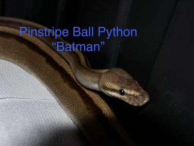 Multiple ball python breeds!