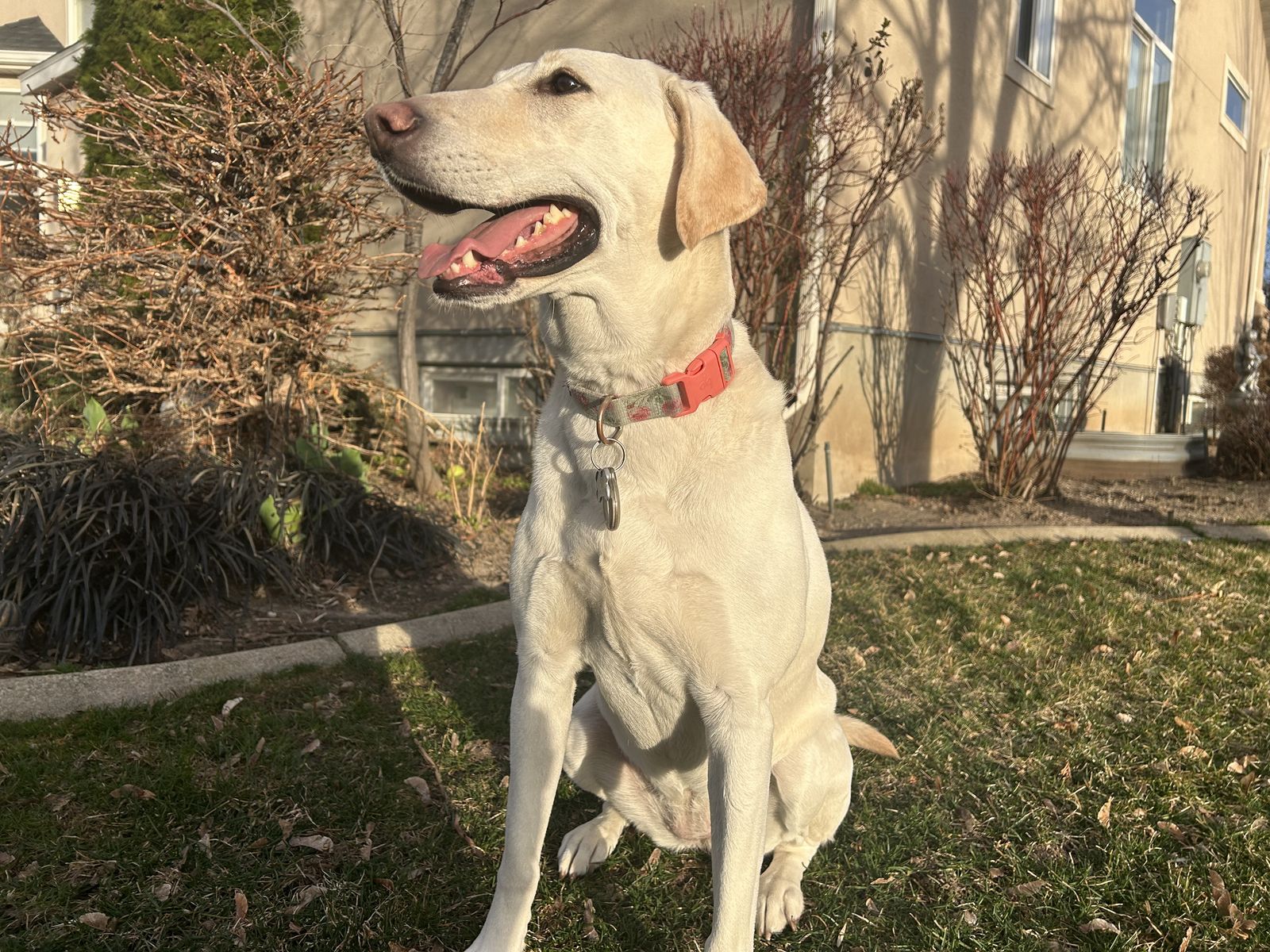GOLDEN LAB - SANDY