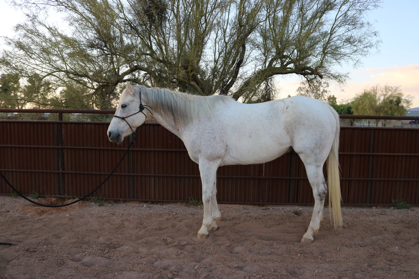 10 year old AQHA gelding