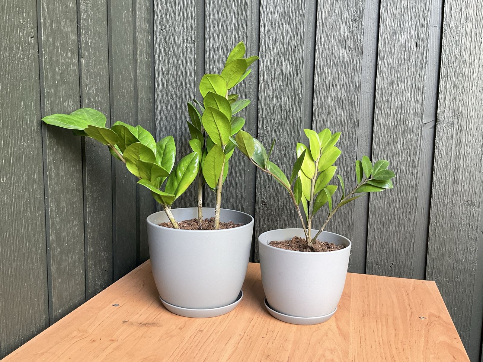 Potted ZZ Plants Different sizes available House Live Plants