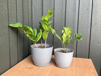 Potted ZZ Plants Different sizes available House Live Plants