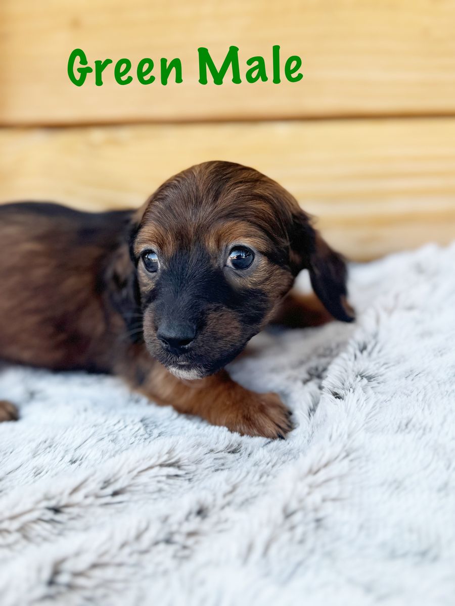 Mini Dachshund Puppies