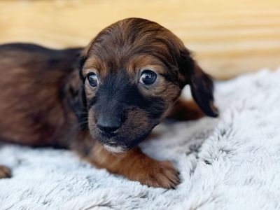 Mini Dachshund Puppies