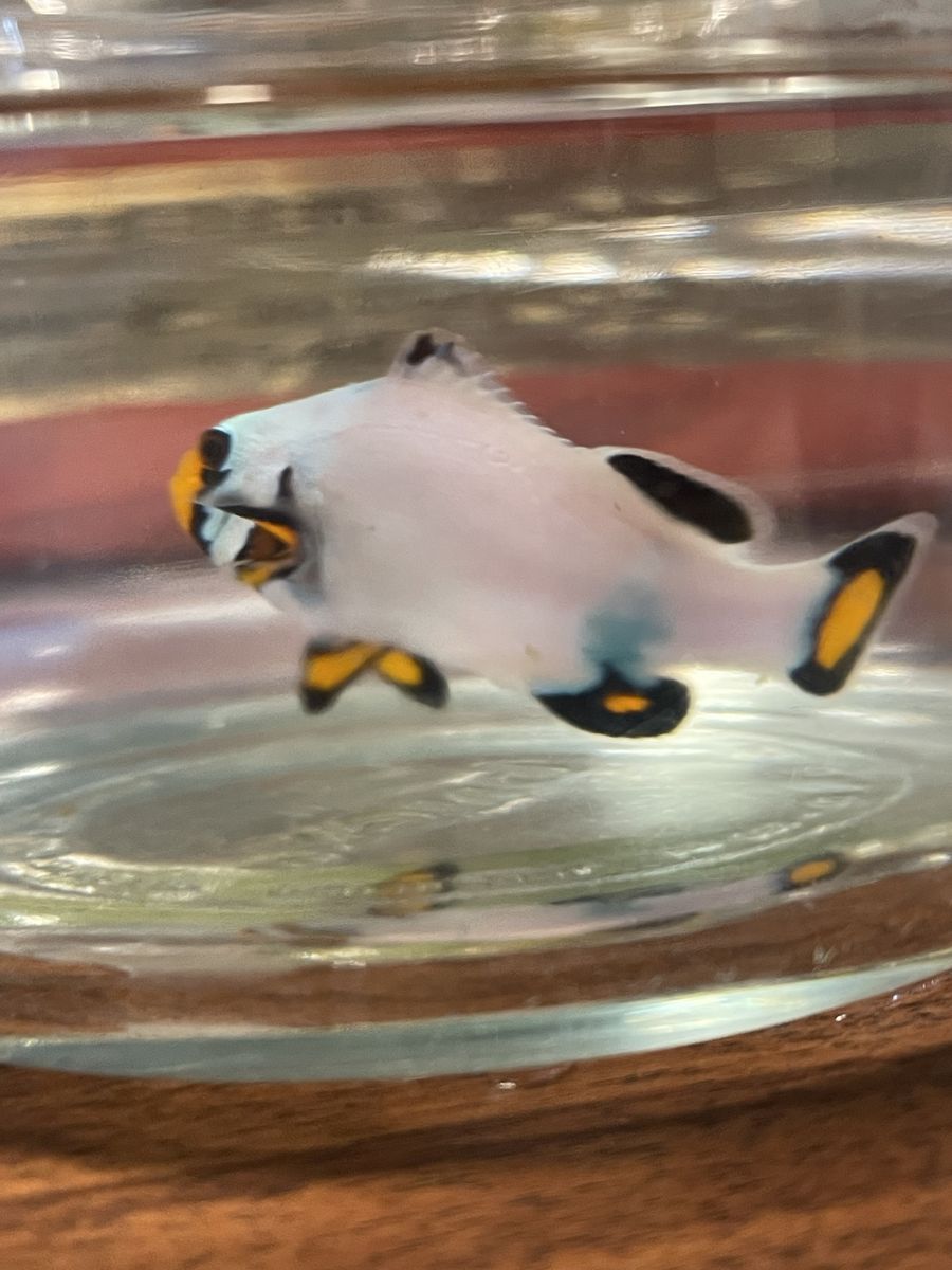 Frostbite clown fish