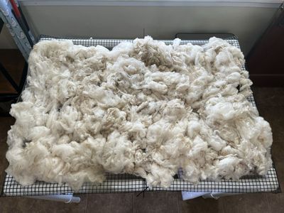 Washed Raw Sheep Wool - Natural Cream Color for Crafting/Spinning, Various Bag Sizes