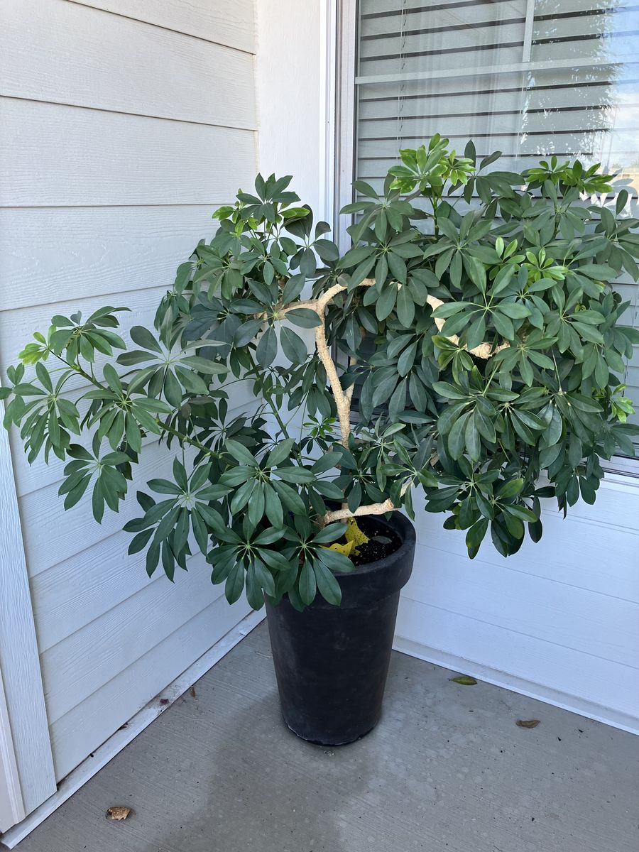 Large Healthy Umbrella Tree Plant in Black Pot