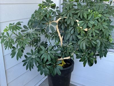 Large Healthy Umbrella Tree Plant in Black Pot