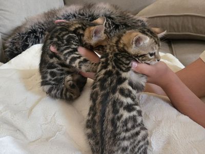 Beautiful Bengal Babies