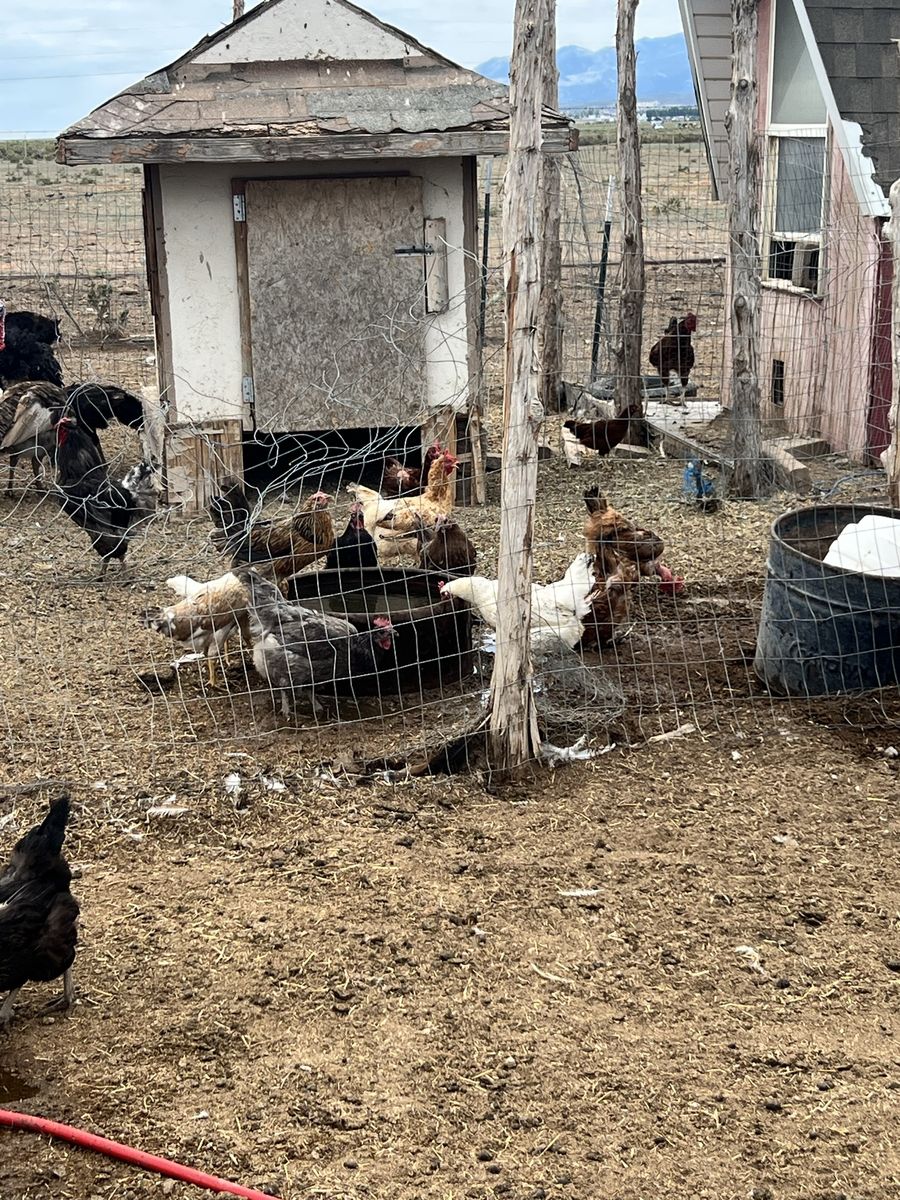 Hens 