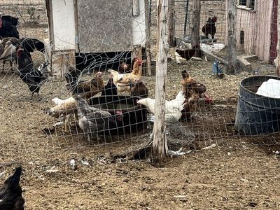 Hens