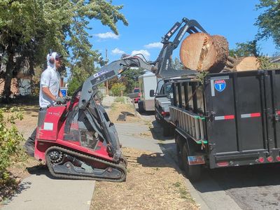 Tree Trimming | Arborist | Tree Removal