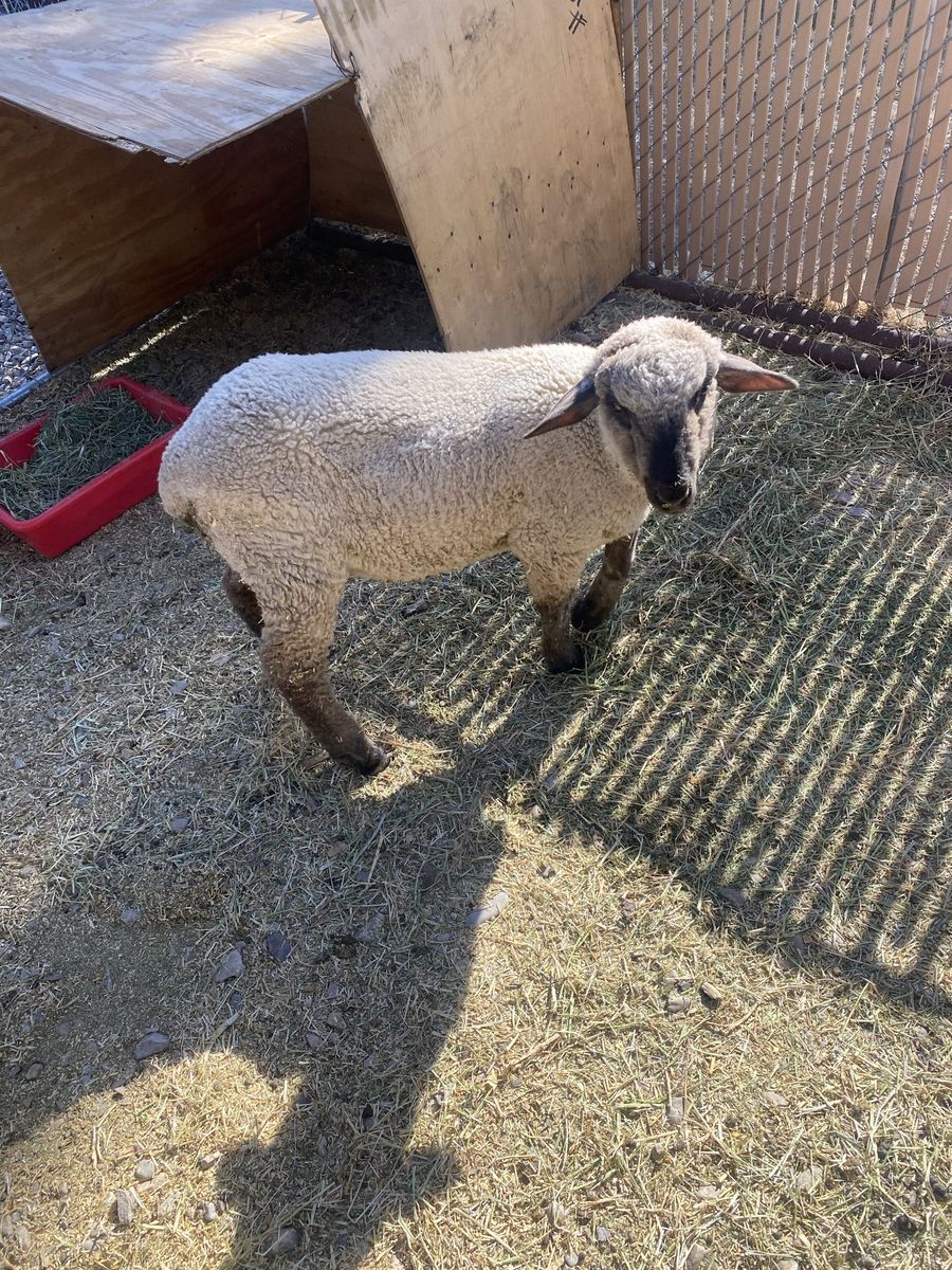 10 WK Old Ram Lamb