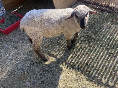 10 WK Old Ram Lamb