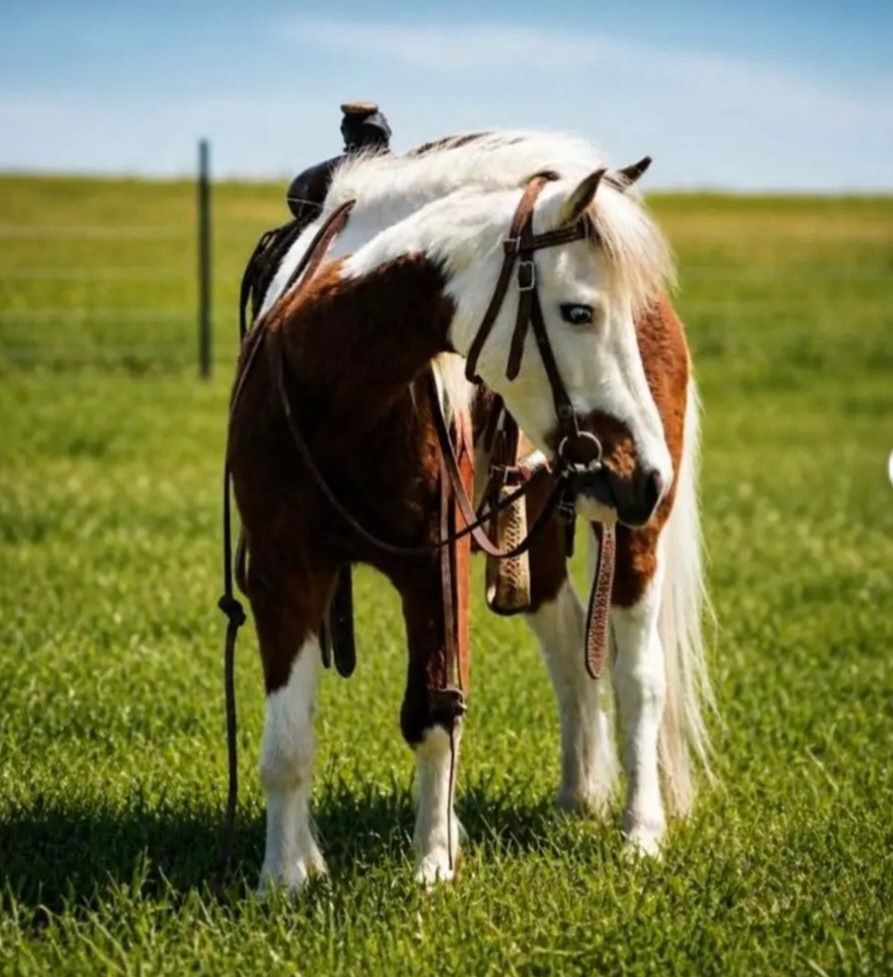 Family Pony