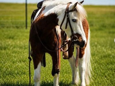 Family Pony