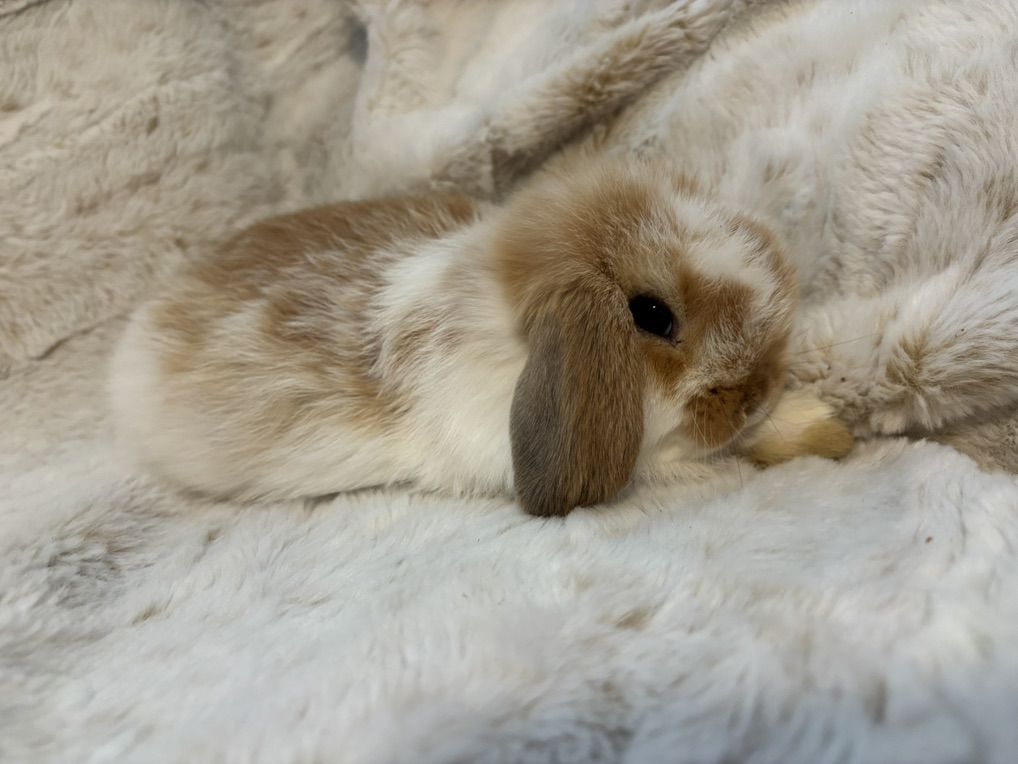 Pedigree Red Male Holland Lop