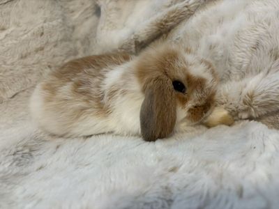 Pedigree Red Male Holland Lop