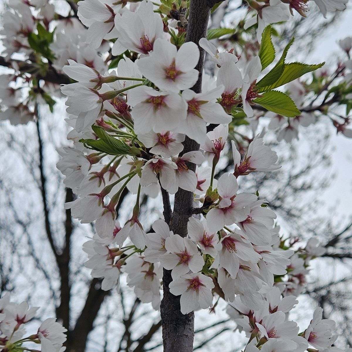 Free goat and chicken compost