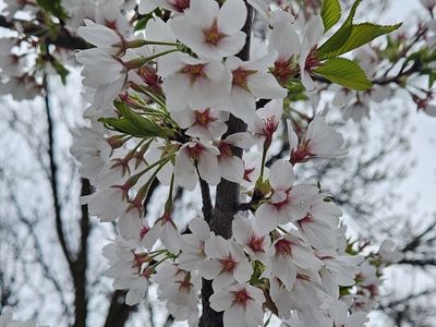 Free goat and chicken compost