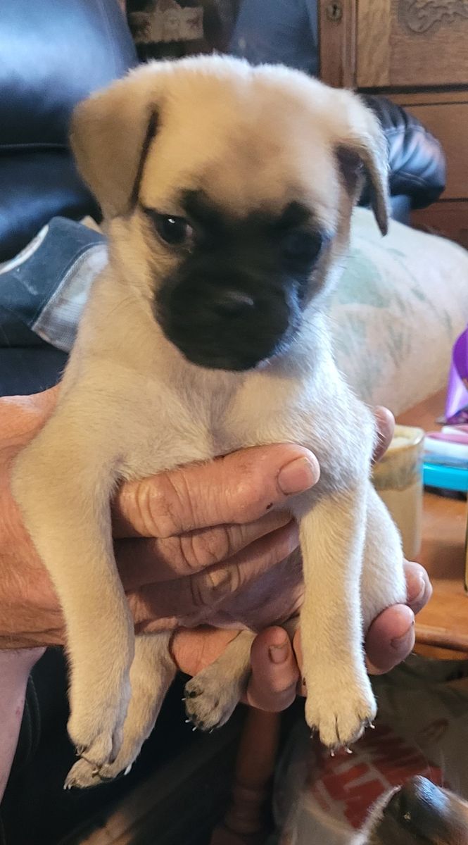 Pug/Pomeranian crosses