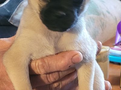 Pug/Pomeranian crosses