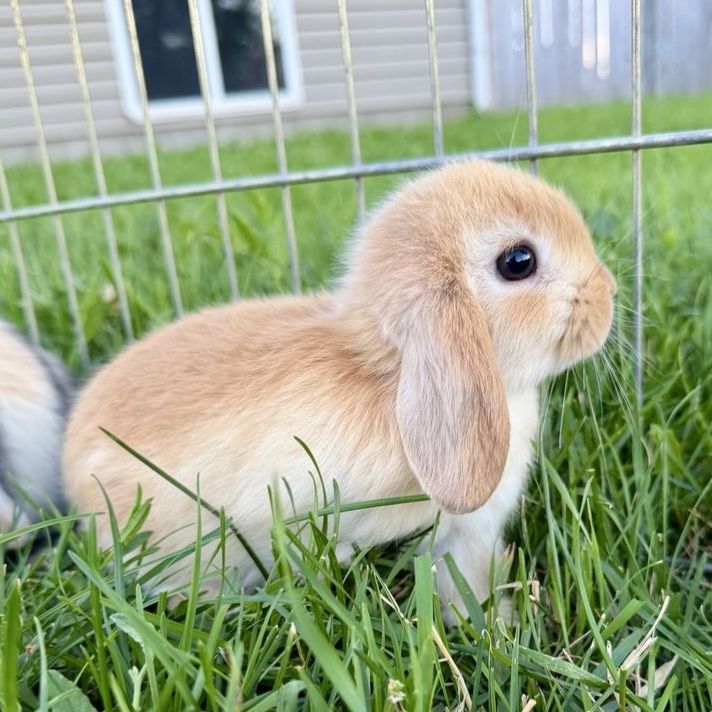 Holland Lop Buck