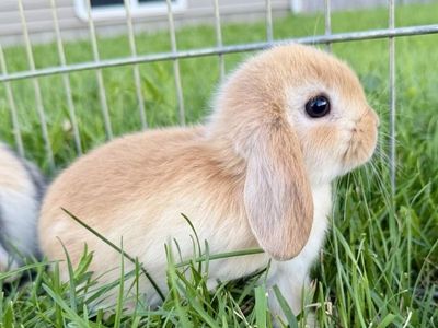 Holland Lop Buck