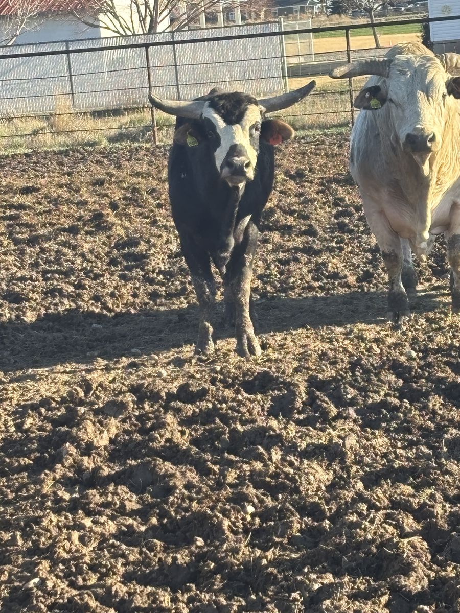 Longhorn Cross Bulls For Sale