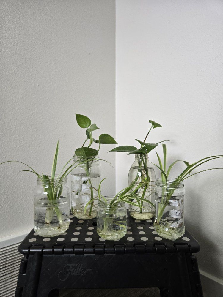 Rooted Plant Cuttings in Glass Jars - Pothos & Spider Plant Propagation Lot