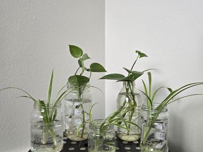 Rooted Plant Cuttings in Glass Jars - Pothos & Spider Plant Propagation Lot