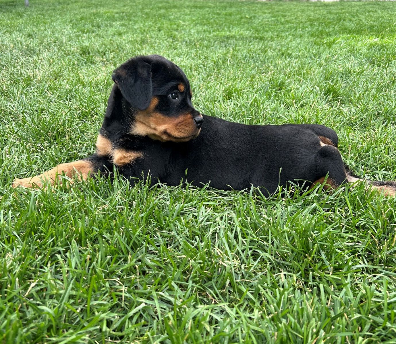 Purebred Rottweiler Pups