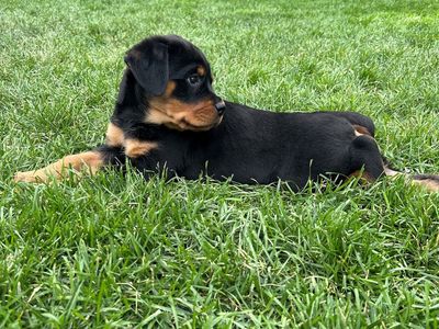 Purebred Rottweiler Pups