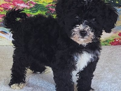 Boy Mendy - Micro Bernedoodle $1400