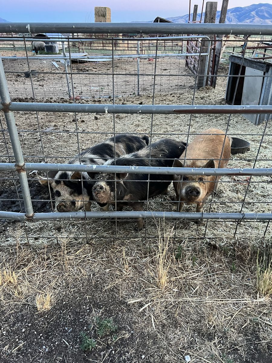 Kunekune Piglets - Various Colors, Friendly & Pasture-Raised