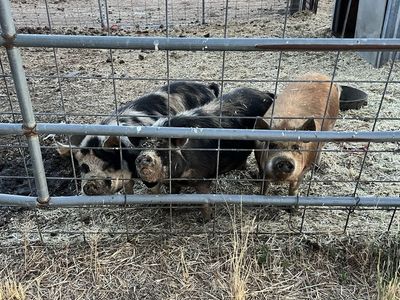 Kunekune Piglets - Various Colors, Friendly & Pasture-Raised
